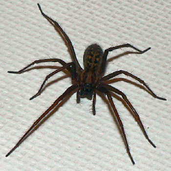 Giant-house-spider[1]